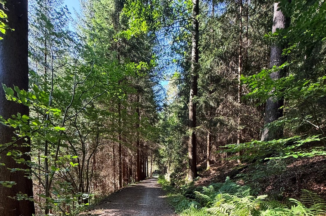 Waldweg im Mischwald, ein typisches Übungsgelände für die Flächensuche