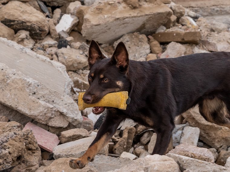 Knox, Australian Kelpie