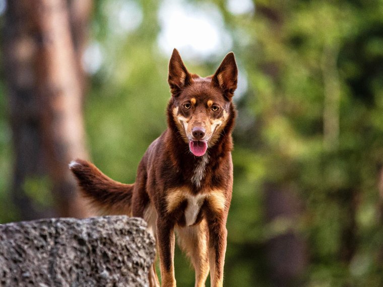 Makoto, Australian Koolie