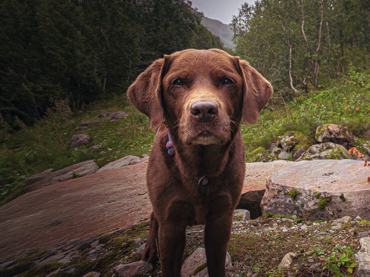 Mira, Labrador Retriever