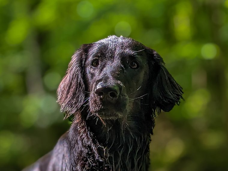 Sky, Flat Coated Retriever