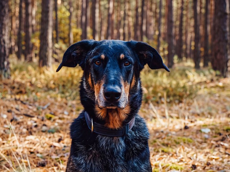 Thorin, Beauceron
