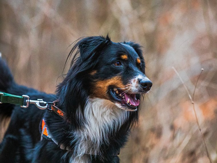 Whisky, Australian Shepherd