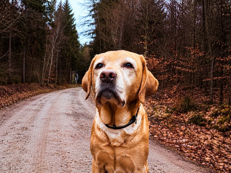 Wilma, Labrador Retriever